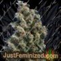 Kushage by TH Seeds Cannabis Seeds For Sale at Just Feminized