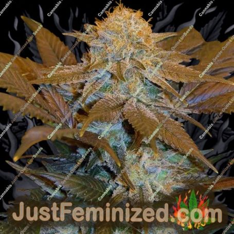 Critical Hog by TH Seeds Cannabis Seeds For Sale at Just Feminized