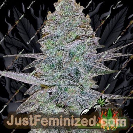 Cosmic Bomb Auto by Bomb Seeds Cannabis Seeds For Sale at Just Feminized