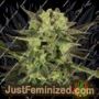 MK-Ultra Kush Auto by TH Seeds Cannabis Seeds For Sale at Just Feminized