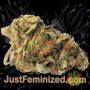 MK-Ultra Kush Auto by TH Seeds Buds Weed Ganja Skunk Pot Reefer Dope Herb Pics Images