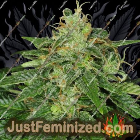 S.A.G.E. by TH Seeds Cannabis Seeds For Sale at Just Feminized