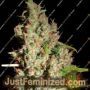 M.O.B by TH Seeds Cannabis Seeds For Sale at Just Feminized
