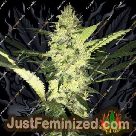 La S.A.G.E. by TH Seeds Cannabis Seeds For Sale at Just Feminized
