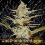 Stracciatella by TH Seeds Cannabis Seeds For Sale at Just Feminized