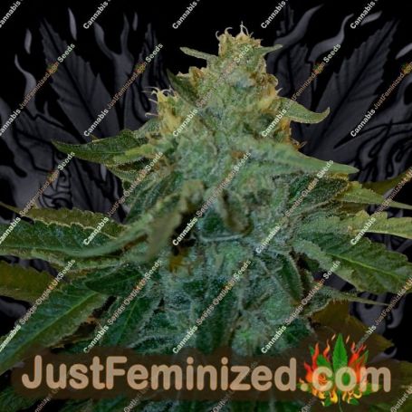 MelonSicle by TH Seeds Cannabis Seeds For Sale at Just Feminized