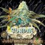 Vanilla Sundae by TH Seeds Cannabis Seeds For Sale at Just Feminized