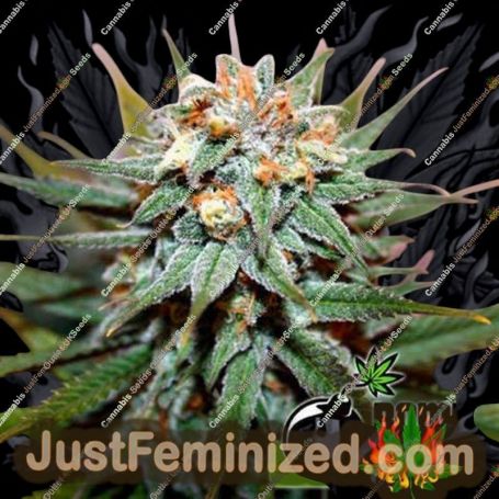 Hash Bomb by Bomb Seeds Cannabis Seeds For Sale at Just Feminized