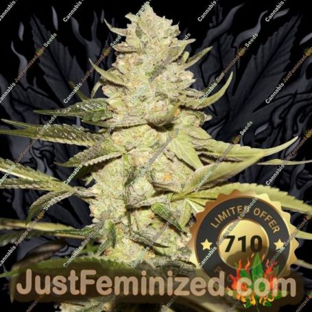 Planet Lemon by TH Seeds Cannabis Seeds For Sale at Just Feminized