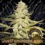 Planet Lemon by TH Seeds Cannabis Seeds For Sale at Just Feminized