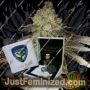 Gelato 33 Birthday Cake SBC by TH Seeds Cannabis Seeds For Sale at Just Feminized