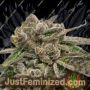 French Kisz by TH Seeds Cannabis Seeds For Sale at Just Feminized