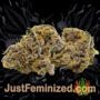 MK-Ultra Cake by TH Seeds Buds Weed Ganja Skunk Pot Reefer Dope Herb Pics Images