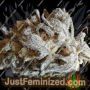 Zorro by TH Seeds Cannabis Seeds For Sale at Just Feminized
