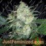 OGiesel by Cali Connection Cannabis Seeds For Sale at Just Feminized