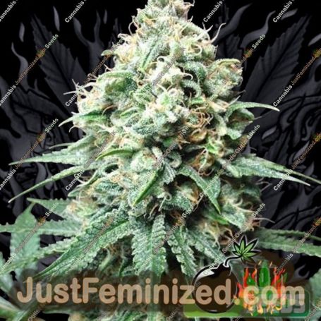 Kush Bomb by Bomb Seeds Cannabis Seeds For Sale at Just Feminized