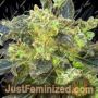 Boss Hogg by Cali Connection Cannabis Seeds For Sale at Just Feminized