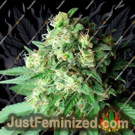 Green Crack by Cali Connection Cannabis Seeds For Sale at Just Feminized