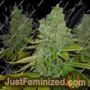 SFV OG Kush by Cali Connection Cannabis Seeds For Sale at Just Feminized