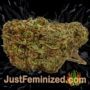 SFV OG Kush by Cali Connection Buds Weed Ganja Skunk Pot Reefer Dope Herb Pics Images
