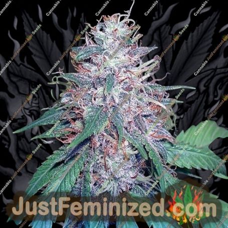 Grape Kush by Cali Connection Cannabis Seeds For Sale at Just Feminized