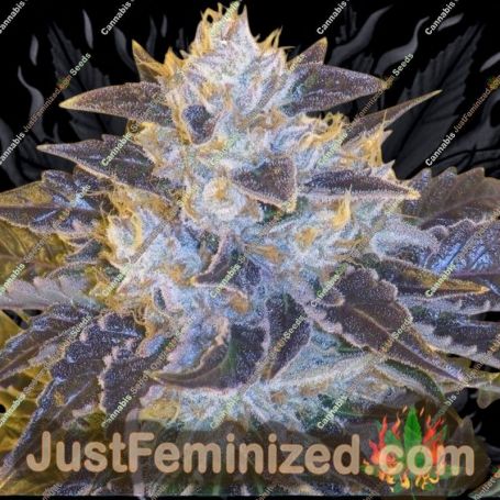 Grape OG by Cali Connection Cannabis Seeds For Sale at Just Feminized