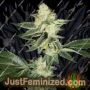 Louis XIII OG by Cali Connection Cannabis Seeds For Sale at Just Feminized