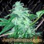 22by Cali Connection Cannabis Seeds For Sale at Just Feminized