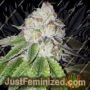 Lemon Tart by Cali Connection Cannabis Seeds For Sale at Just Feminized
