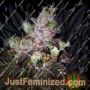 Island Punch by Cali Connection Cannabis Seeds For Sale at Just Feminized