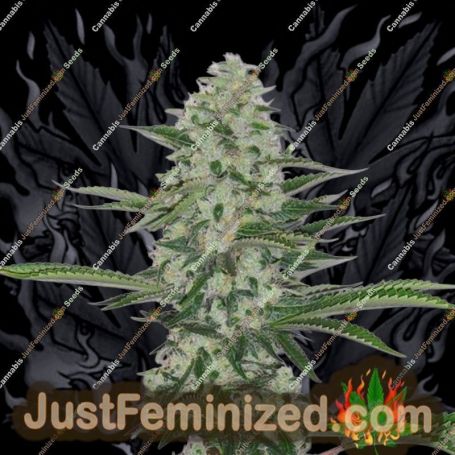 THC Bomb by Bomb Seeds Cannabis Seeds For Sale at Just Feminized