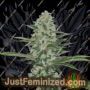 THC Bomb by Bomb Seeds Cannabis Seeds For Sale at Just Feminized