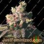 Passion Berry Gold Line by Cali Connection Cannabis Seeds For Sale at Just Feminized