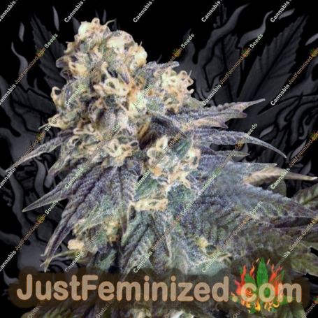 Mint Milano Gold Line by Cali Connection Cannabis Seeds For Sale at Just Feminized