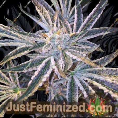 Fruit Tree Gold Line by Cali Connection Cannabis Seeds For Sale at Just Feminized