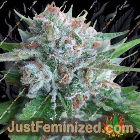 Bellini Gold Line by Cali Connection Cannabis Seeds For Sale at Just Feminized