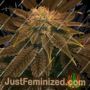 Wizzards Wand by Captains Connection Cannabis Seeds For Sale at Just Feminized