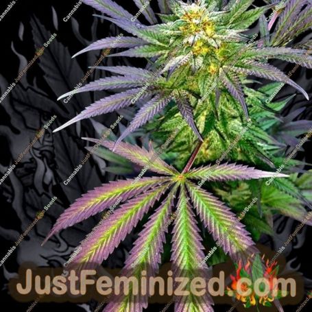 The Saw by Captains Connection Cannabis Seeds For Sale at Just Feminized