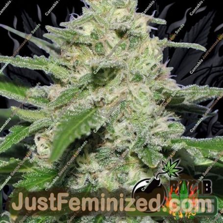 Widow Bomb by Bomb Seeds Cannabis Seeds For Sale at Just Feminized