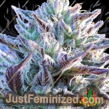Gwiz by Captains Connection Cannabis Seeds For Sale at Just Feminized