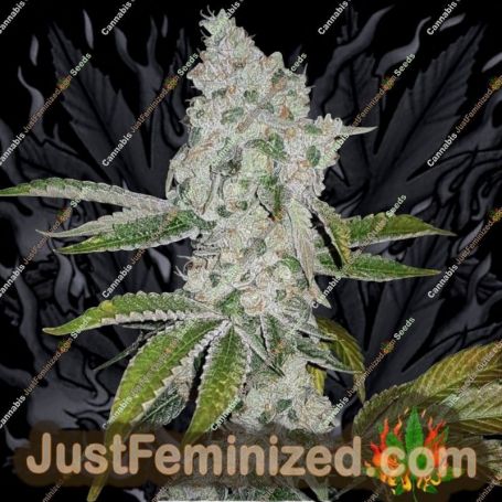 El Chapo by Plug Seedbank Cannabis Seeds For Sale at Just Feminized