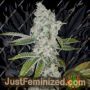 El Chapo by Plug Seedbank Cannabis Seeds For Sale at Just Feminized