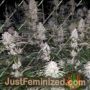 Spumoni by Plug Seedbank Cannabis Seeds For Sale at Just Feminized