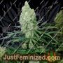 Zupreme by Plug Seedbank Cannabis Seeds For Sale at Just Feminized