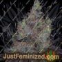 Bruntz by Plug Seedbank Cannabis Seeds For Sale at Just Feminized