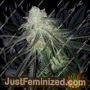 Lots of Z by Plug Seedbank Cannabis Seeds For Sale at Just Feminized