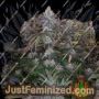 Melonaid Z by Plug Seedbank Cannabis Seeds For Sale at Just Feminized