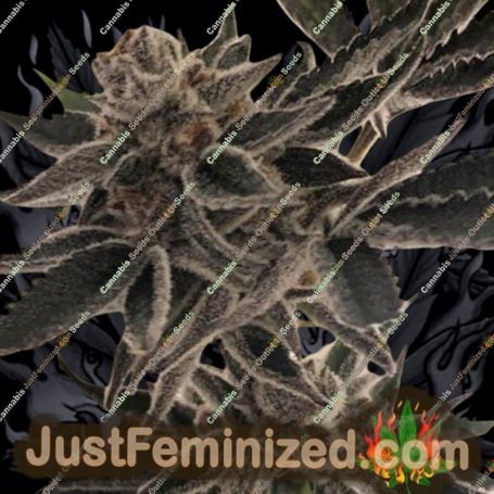 Do-Si-Dos Z by Plug Seedbank Cannabis Seeds For Sale at Just Feminized