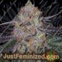 Fruit Dropss by Plug Seedbank Cannabis Seeds For Sale at Just Feminized
