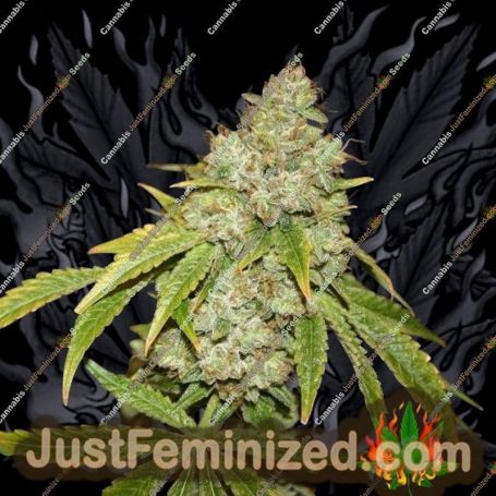 Broad Leaf Black by True Canna Genetics Cannabis Seeds For Sale at Just Feminized